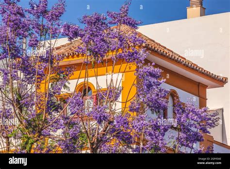 Colorful Blue Jacaranda Flowers Yellow White Buildings Seville ...