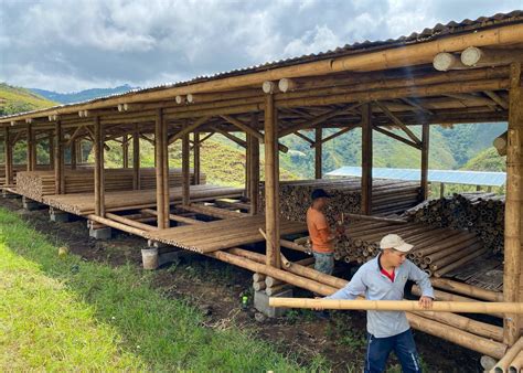 El Bambú Produce Agua para Ríos Quebradas Cuencas y Nacientes