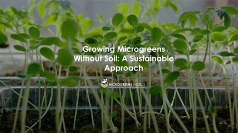 Growing Microgreens Without Soil A Sustainable Approach