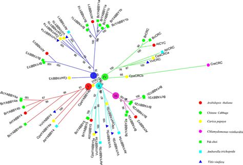 Phylogenetic Relationships Among The Yabby Genes Of Seven Plant Download Scientific Diagram