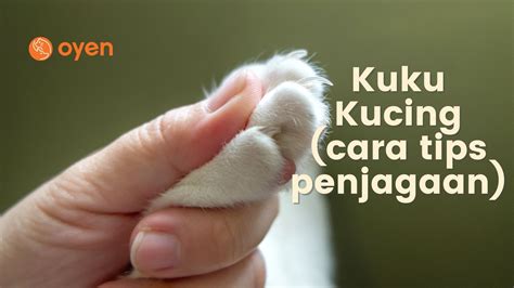 Kuku Kucing Tips Penjagaan Dan Cara Potong Kuku Kucing