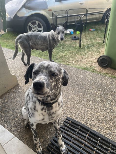 AU Cattle/Border Collie/Dalmatian - Waterford - PetsForHomes