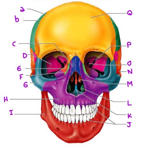 Chapter 5 Skeletal: Frontal Skull Diagram Flashcards | Quizlet