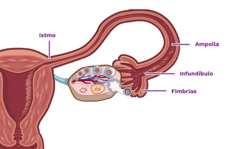 Aparato Reproductor Femenino Mind Map