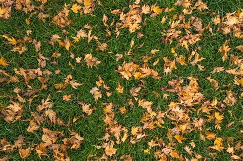 Folhas Verde Amareladas Fundo Da Planta A Beleza Da Natureza