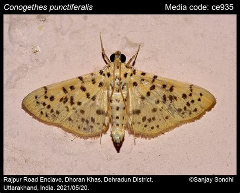 Conogethes punctiferalis (Guenée, 1854) - Yellow Peach Moth | Moths