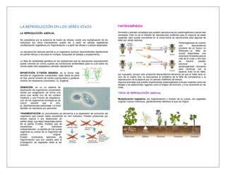 La Reproduccion Asexual PPT