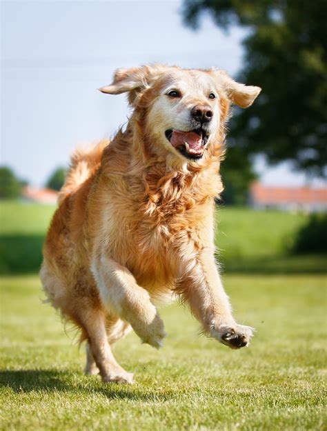 Will Fish Oil Help My Dogs Arthritis