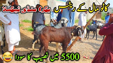 Hazar Ma Naseeb Ka Soda Bakra Mandi Taxila Update September