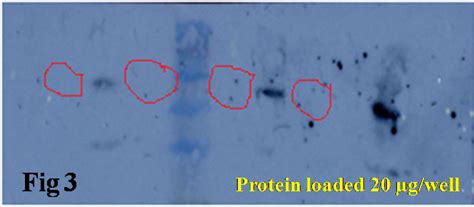 How to fix this problem in western blotting experiments? | ResearchGate 