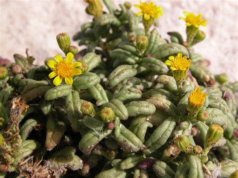 Senecio Leucanthemifolius