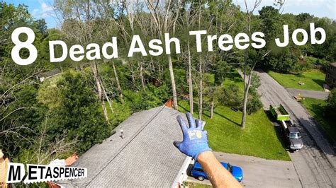 8 Dead Ash Trees Climbing To Cleanup Job Youtube