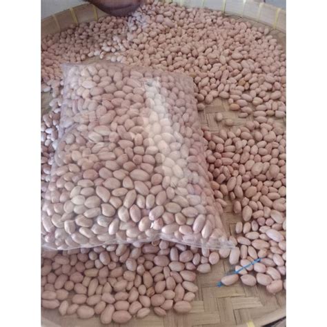 Jual 1kg BENIH KACANG TANAH VARIETAS GAJAH KUALITAS SUPER SIAP TANAM