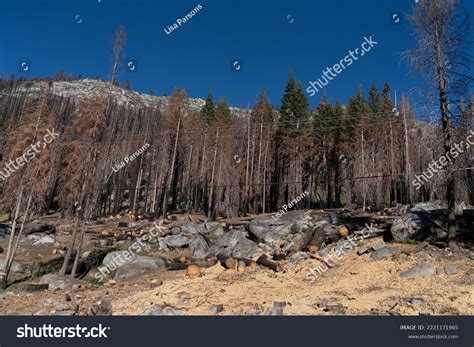 Caldor Wildfire Devastation Along Highway 50 Stock Photo 2221171965