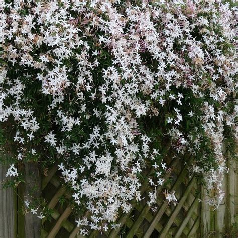 Echter Jasmin Expertenwissen für Garten Balkon