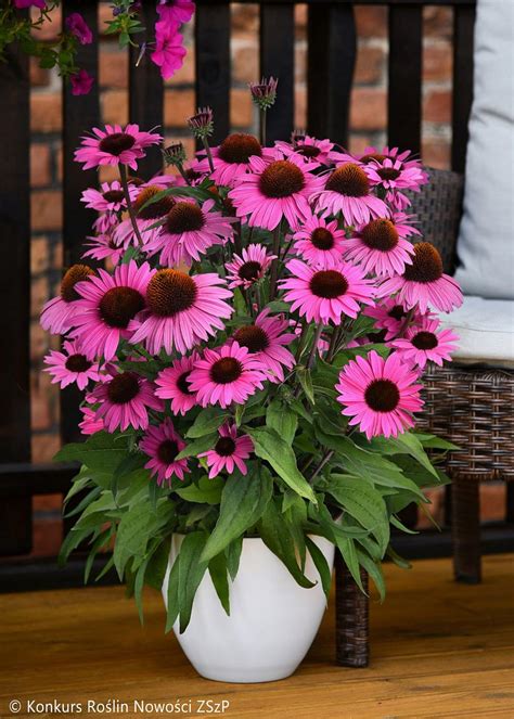 Je Wka Dark Pink Pearl Echinacea Opis Wygl D Wymagania Uprawa