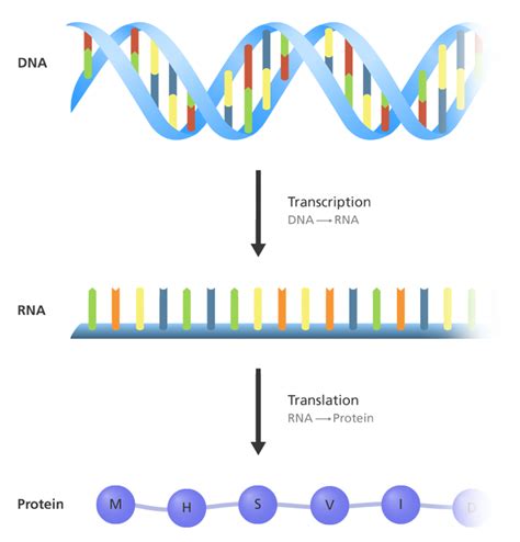 What Is A Gene Wellcome Sanger Institute Blog