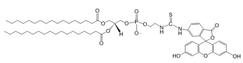 Dspe Fitc；荧光素标记二硬脂酰磷脂酰乙醇胺 资料下载 西安凯新生物科技有限公司