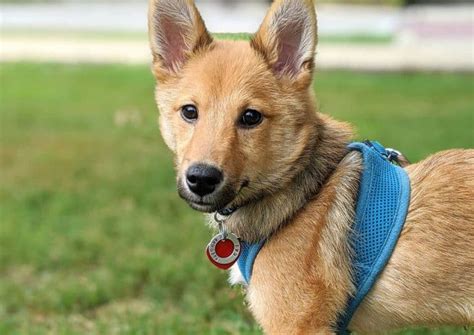 Shiba Inu Mixes 30 Different Shiba Dog Crossbreeds K9 Web