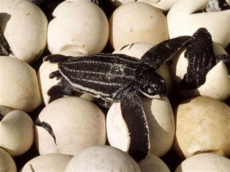 Leatherback Turtle | Sea Turtles | Species | WWF