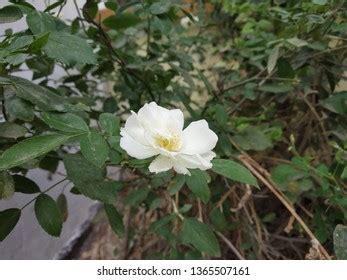 White Rose Garden Stock Photo 1365507161 | Shutterstock