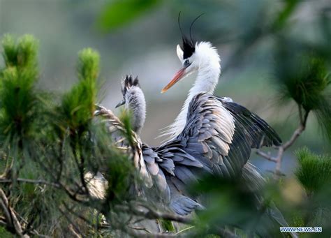 In Pics Herons In Lianao Village Of Southeast Chinas Fujian Xinhua