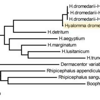 Phylogenetic Tree Based On Nucleotide Sequences Of Cytochrome Oxidase