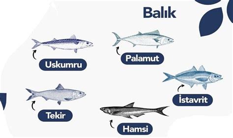 Aralık ayında HANGİ Balık sebze meyve yenir AKSA Doğalgaz