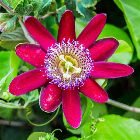 Qauzuy Garden Semillas Raras De Pasiflora Incarnata Maypop De Color