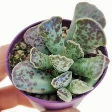 Adromischus Cooperi 2 Giromagi Cactus And Succulents