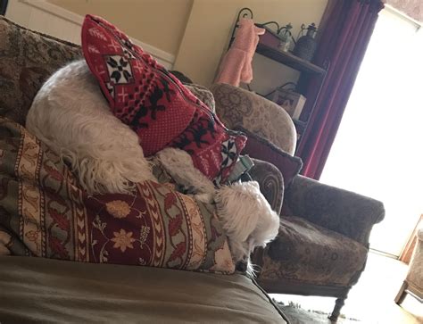 Face Down Ass Up Thats The Way We Like To Nap R Blessed Images