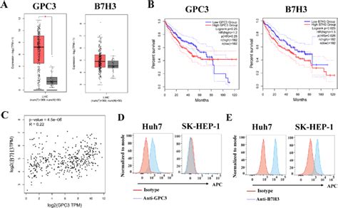 Analysiss Of Expression And Survival Of Gpc3 And B7h3 In Hcc A Mrna