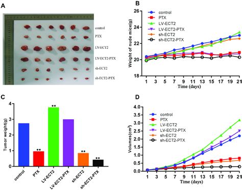 Nude Mice Experiment A The Tumor Size In 6 Groups B The Weight