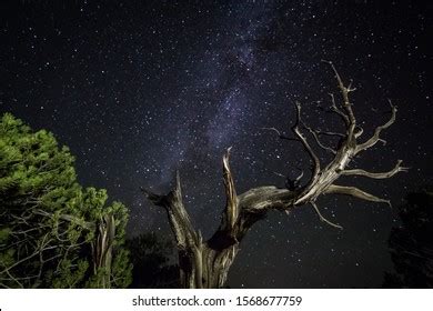 4,903 Juniper Desert Images, Stock Photos & Vectors | Shutterstock