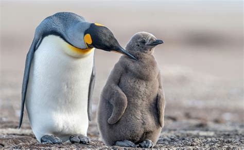 Emperor Penguins Fun Facts