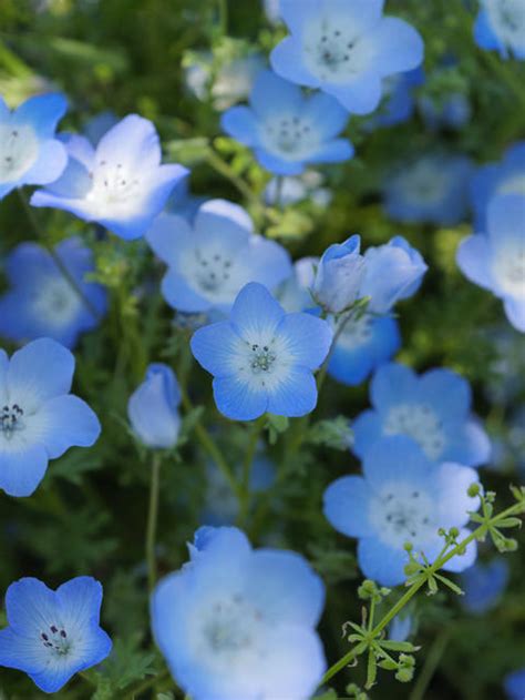 Bright Blue Nemophila Blooming In Spring Meadows Stock Photo | 22712806