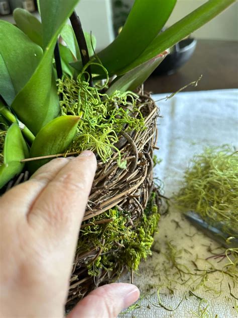 lets diy  orchid  moss basket arrangement  life unfolding
