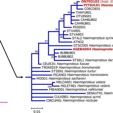 Bayesian Phylogenetic Tree Of A 479 Bp Segment Of The Cyt B Gene Of