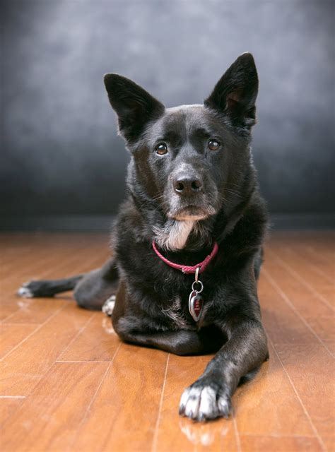 Lessons Learned from Ari