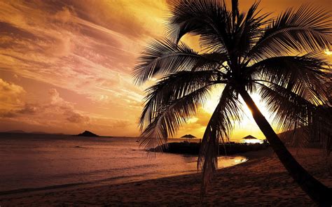 Palm Beach Wallpapers - Top Free Palm Beach Backgrounds - WallpaperAccess