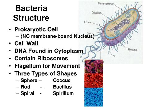 PPT - Bacteria Structure PowerPoint Presentation, free download - ID ...