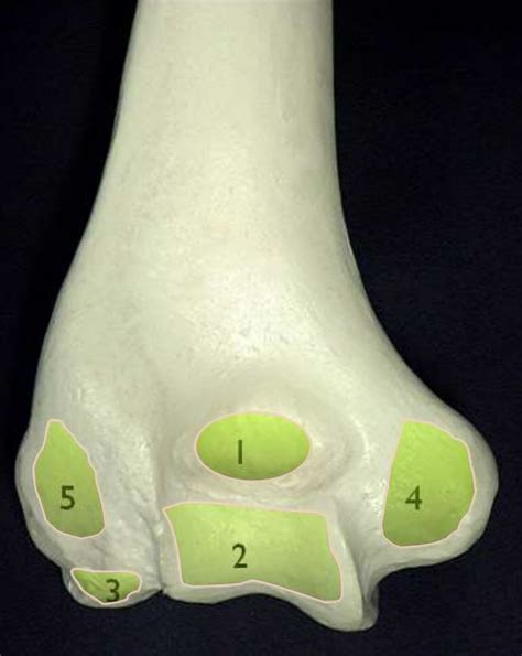 Distal Humerus Posterior Diagram Quizlet