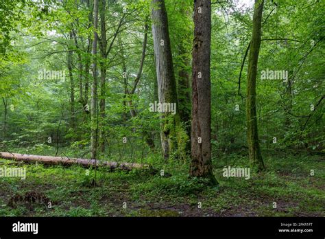 Pie de árboles caducifolios naturales con arces antiguos y vigas de