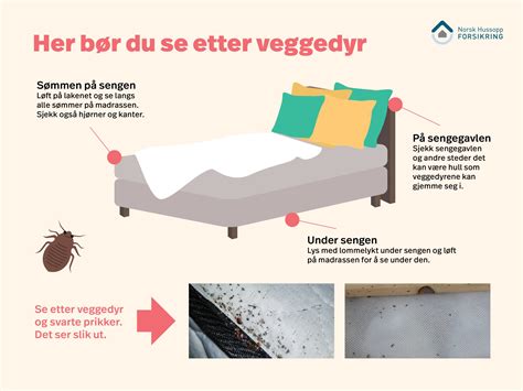 Slik sjekker du sengen for veggedyr | Norsk Hussopp Forsikring
