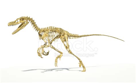 Velociraptor Dinosaur Full Stock Photos Freeimages