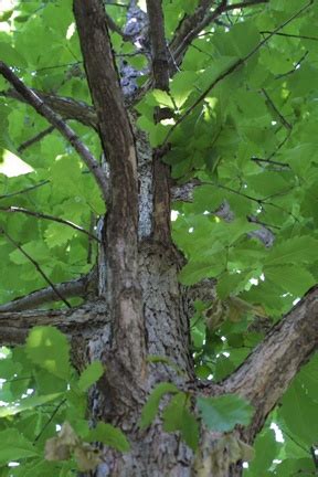 Fagaceae Quercus Michauxii Swamp Chestnut Oak Florida Landscaping