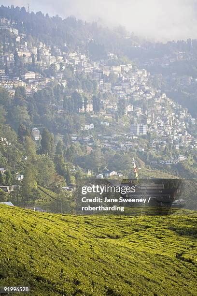 Happy Valley Tea Estate Photos and Premium High Res Pictures - Getty Images