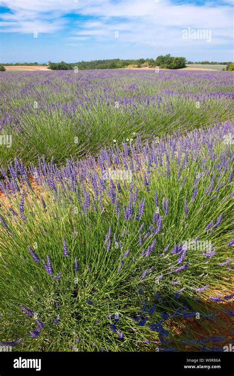 field of lavender, Grasse, Provence, France, Europe, (Lavandula ...