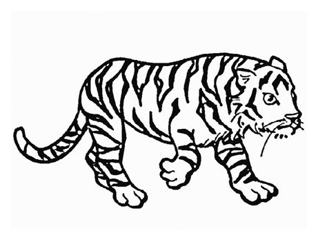 Раскраски Тигр - Сайт для мам малышей