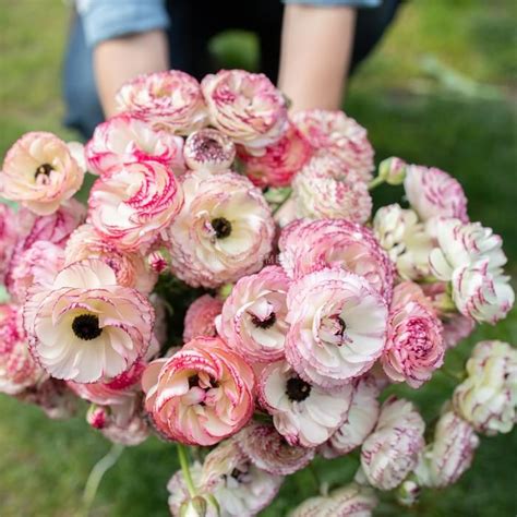 Ранункулус /Ranunculus picotee pink &white / 1 бр | Ранункулус ...